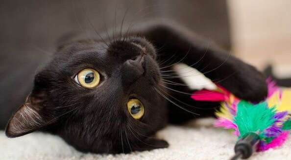 Работники супермаркета задушили бездомного кота фуфайкой: что известно Работники супермаркета задушили бездомного кота фуфайкой: что известно