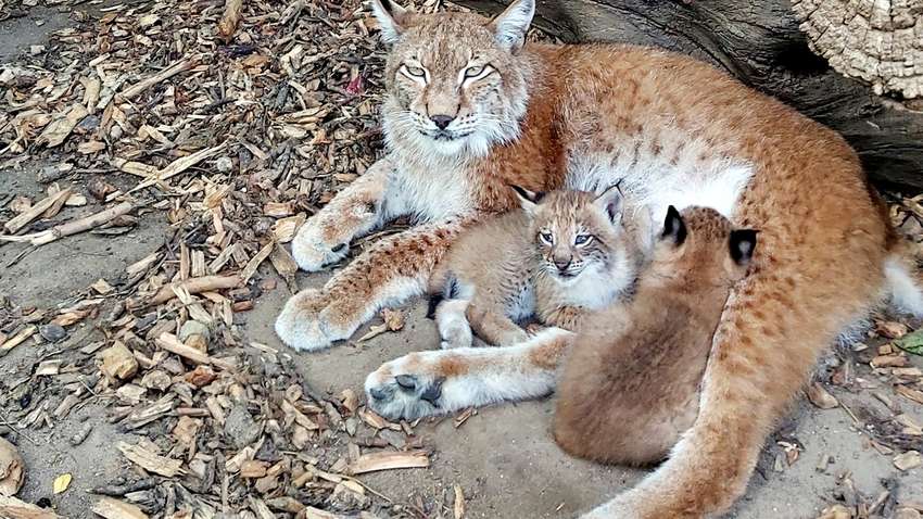 Четыре месяца войны: в Николаеве зоопарк принял на содержание от горожан более 400 животных