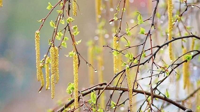 Память и традиции: какие праздники отмечает мир 11 апреля