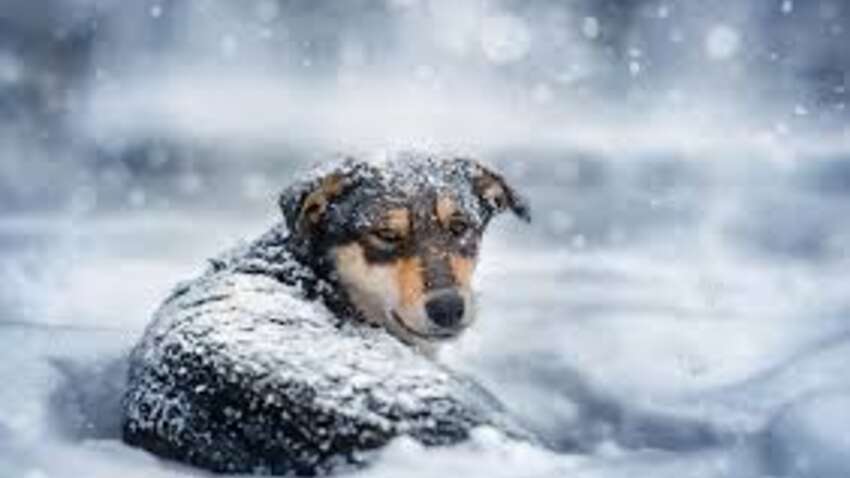 Не залишати на морозі: в Україні можуть дозволити заходити з тваринами в магазини та кав’ярні