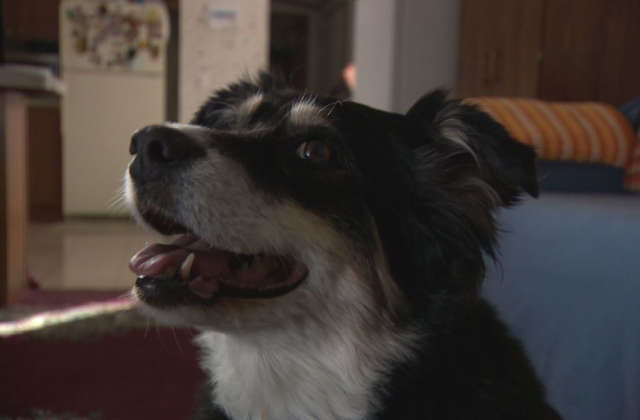 В США мужчина оставил миллионное наследство своей собаке В США мужчина оставил миллионное наследство своей собаке