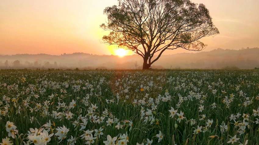 В Закарпатской области разрешили посещать Долину нарциссов