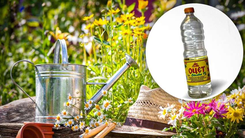 О сорняках и муравьях можно забыть: 5 садовых лайфхаков, работающих мгновенно