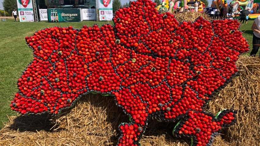 Ягодная карта: в Украине установили гастрономический рекорд (ФОТО)