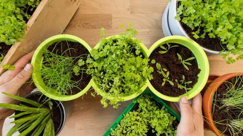 Які види зелені можна легко виростити у себе на підвіконні