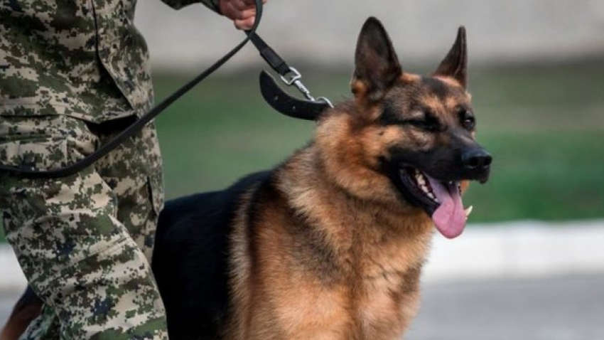 В Украине появятся специальные собаки, «натасканные» на запах COVID-19