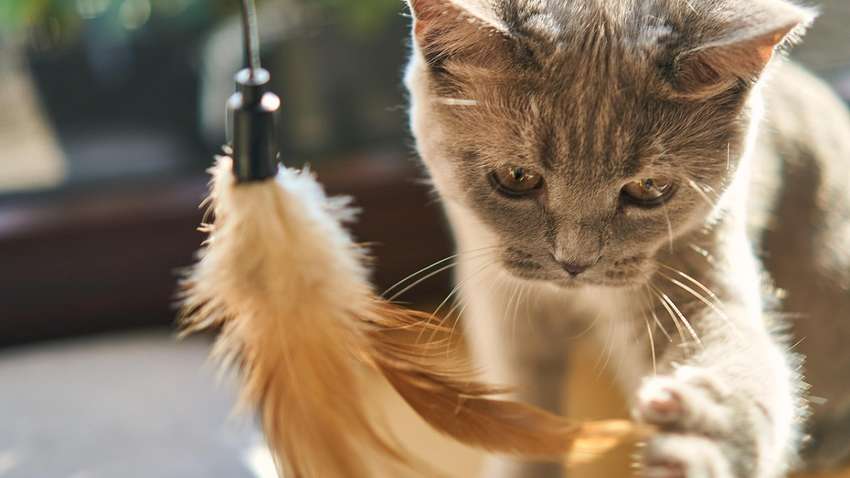 Цим знакам Зодіаку категорично заборонено заводити котів Цим знакам Зодіаку категорично заборонено заводити котів