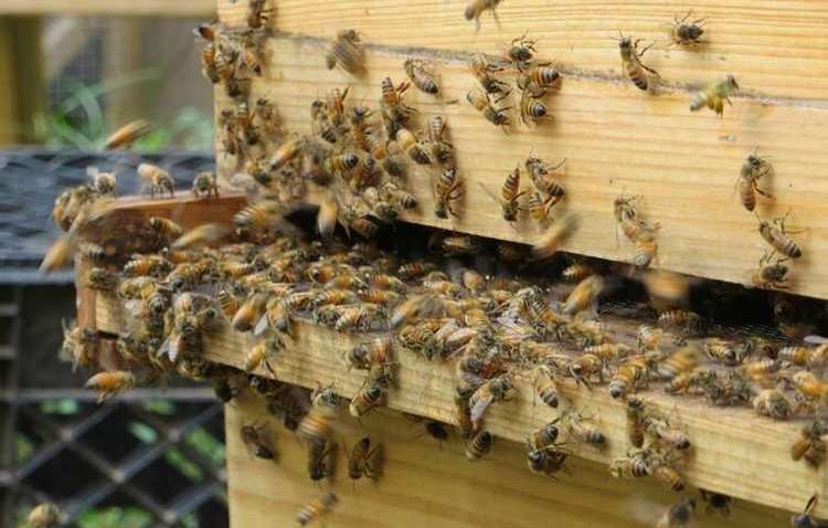 Ученые назвали самых важных существ на Земле Ученые назвали самых важных существ на Земле