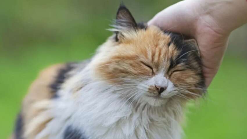 Что будет, если гладить кота перед сном: последствия для здоровья поражают 