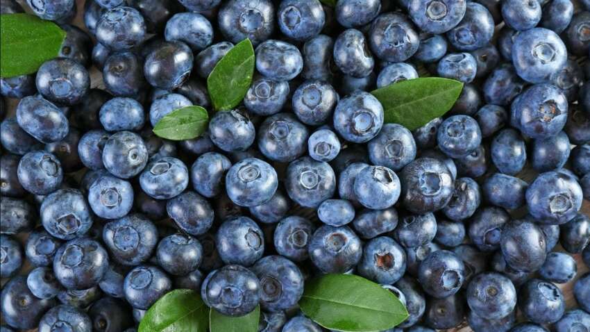 "Фиолетовое золото": эта маленькая ягода спасает сердце, мозг и кишечник.