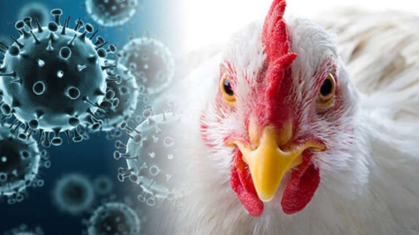 У США зафіксовано першу смерть від пташиного грипу
