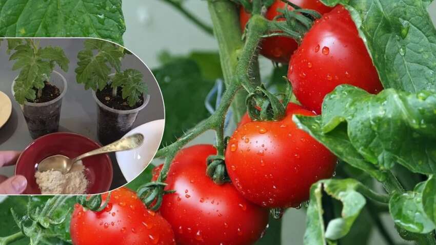 Ранній урожай помідорів перевершить всі очікування: що потрібно додати в лунку  