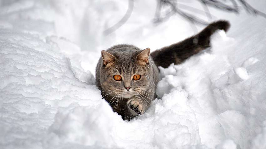 27 января в Украине испортится погода: в каких областях ожидаются снегопады 27 января в Украине испортится погода: в каких областях ожидаются снегопады