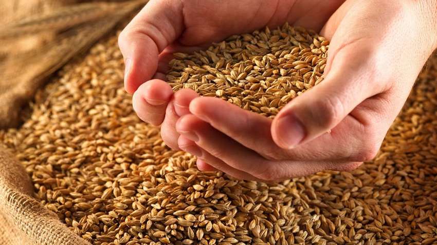 «Черная дыра» Госрезерва Украины: мутные схемы, прожорливые «мыши» и пути решения проблемы «Черная дыра» Госрезерва Украины: мутные схемы, прожорливые «мыши» и пути решения проблемы