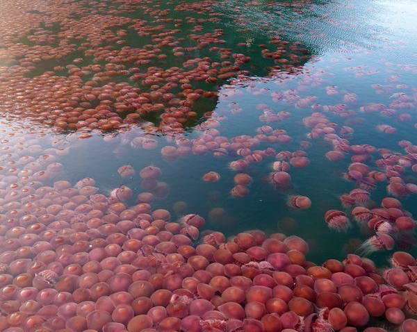 Поки туристи на карантині: пляжі на Філіппінах заполонили медузи