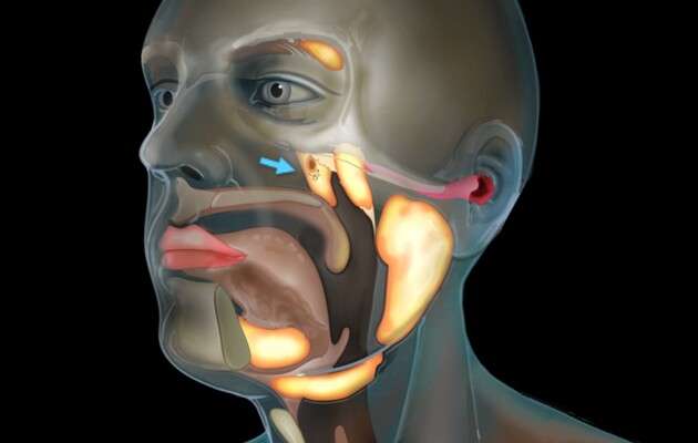 Знайдений ще один невідомий орган тіла людини Знайдений ще один невідомий орган тіла людини