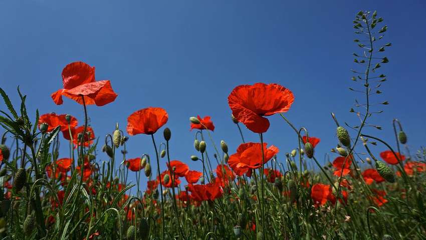 Яке церковне свято 7 липня відзначають християни: чого не можна робити в цей день
