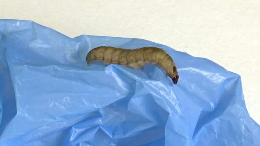Гусеницы, съедающие пластик за 24 часа: научный прорыв, который может спасти планету