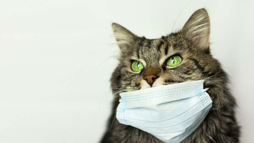 В Южной Корее домашних любимцев тестируют на коронавирус: причины