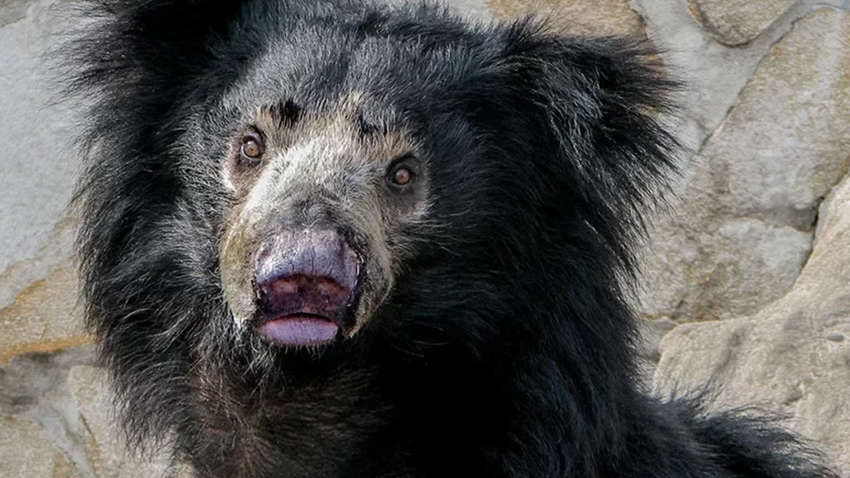 Лісники врятували чоловіка від двох найнебезпечніших в світі "монстрів"