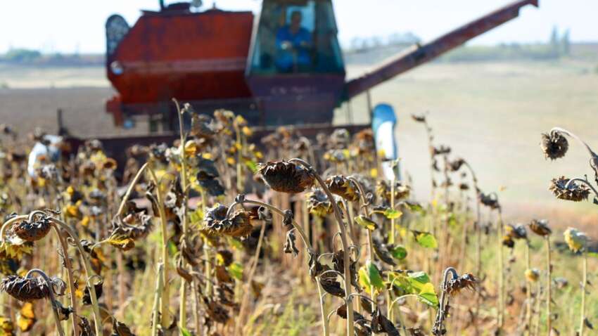 Ціни на соняшникову олію падають – в Україні зібрали майже весь урожай, але він виявився слабшим за очікування