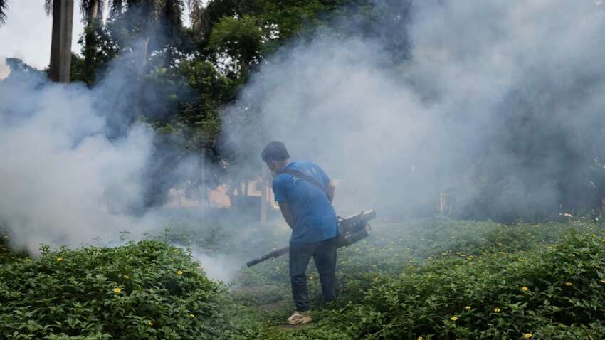 В Китае вспышка вируса чикунгунья: почти 8 тысяч зараженных В Китае вспышка вируса чикунгунья: почти 8 тысяч зараженных