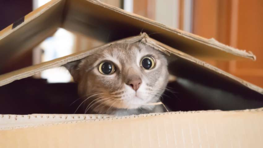 Пара випадково відправила свого кота в посилці: що з ним сталось