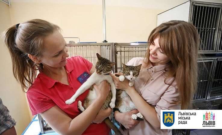 Львов пересчитал уличных котов, - ВИДЕО