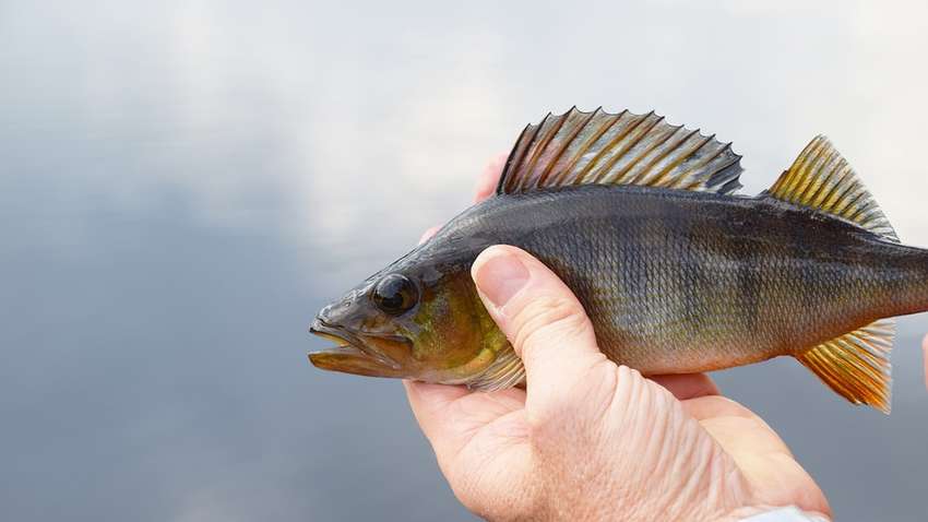 Рыболовный промысел: как влияют боевые действия на состояние рек и водохранилищ