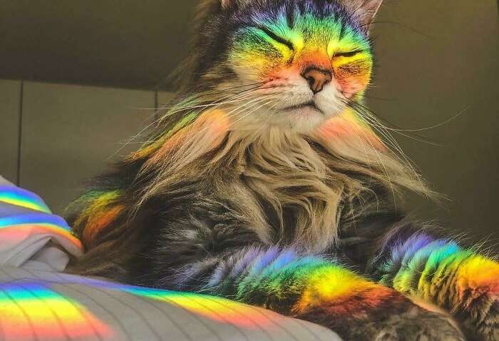 Семнадцать фото кошек, которым впору работать в модельном бизнесе Семнадцать фото кошек, которым впору работать в модельном бизнесе