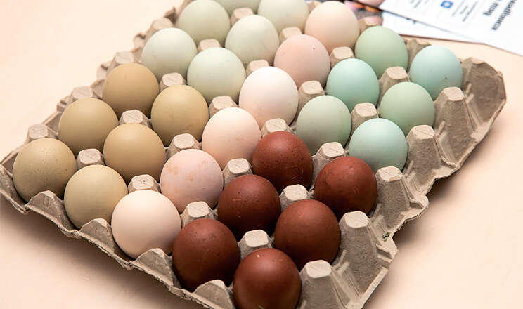 В Україні є кури, які несуть вже кольорові яйця В Україні є кури, які несуть вже кольорові яйця
