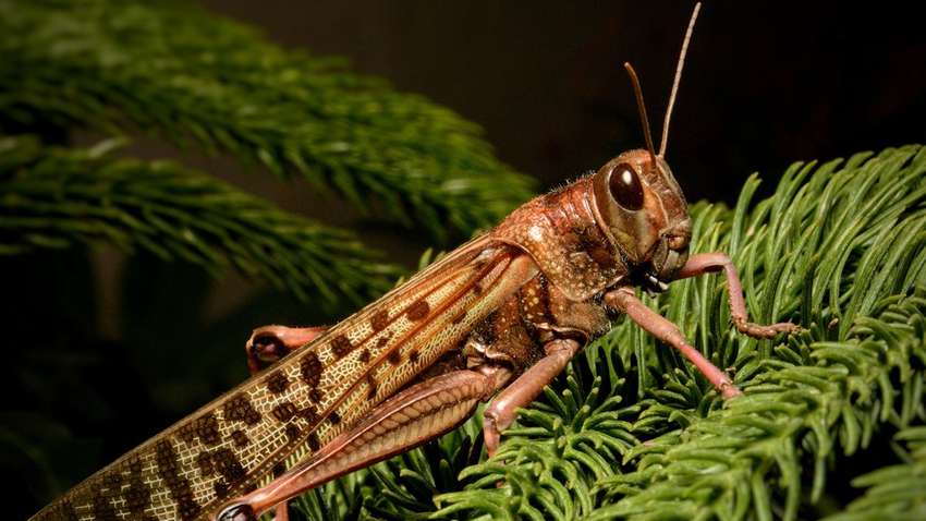 Индия страдает от вторжения саранчи на фоне пандемии коронавируса