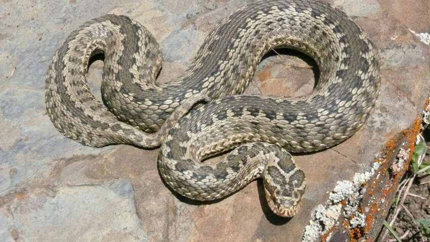 Гадюки прокинулись раніше – МОЗ попереджає про небезпеку і пояснює, як врятуватися від укусу