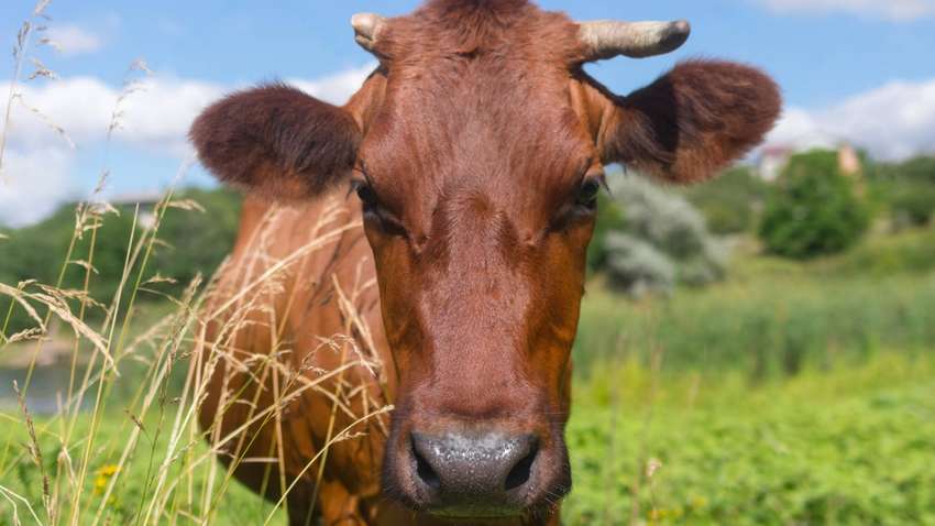 ЛГБТ-активисты спасают корову-транссексуала в Польше (ФОТО) ЛГБТ-активисты спасают корову-транссексуала в Польше (ФОТО)