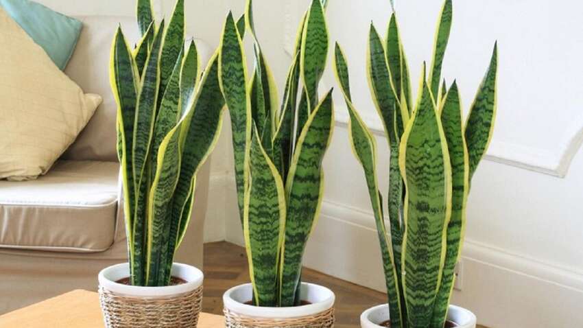 Вчені спростували властивості кімнатних рослин очищати повітря у приміщенні 