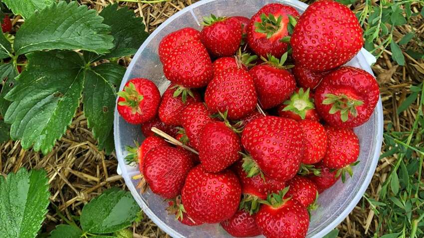 Ваш урожай клубники под угрозой: названа неожиданная ошибка, которую совершают все садоводы