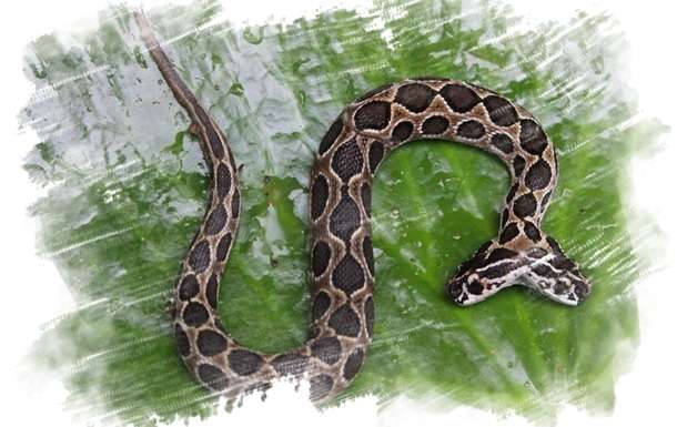 В Индии поймали гадюку с двумя головами - ВИДЕО В Индии поймали гадюку с двумя головами - ВИДЕО