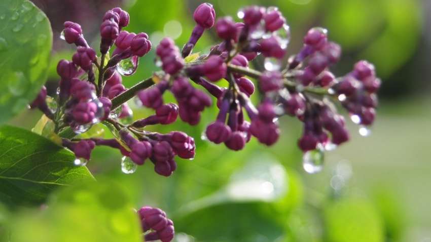 Погода в Украине на 4 мая: в каких областях пройдут дожди