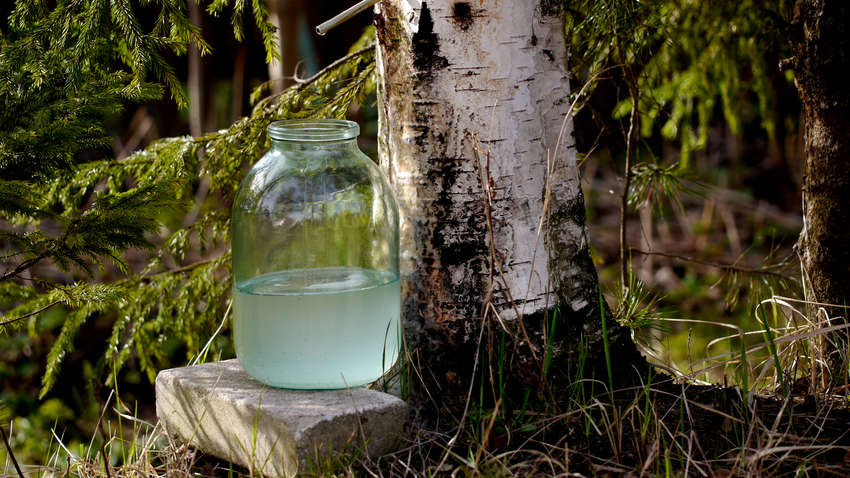 Диетологи рассказали об опасности березового сока Диетологи рассказали об опасности березового сока