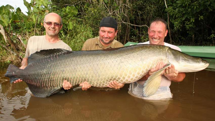 Топ-5 найбільших прісноводних риб у водах Таїланду
