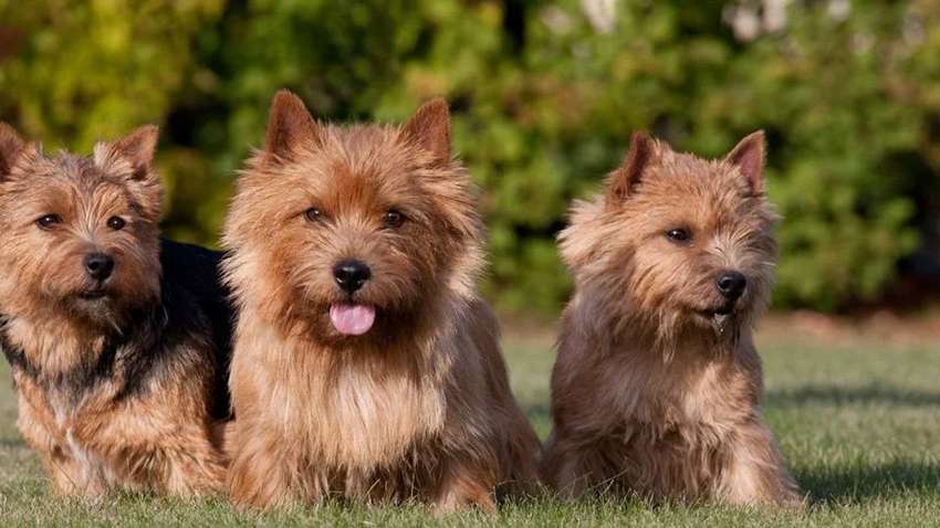 Вірні друзі: рейтинг топ-10 собак-компаньйонів Вірні друзі: рейтинг топ-10 собак-компаньйонів