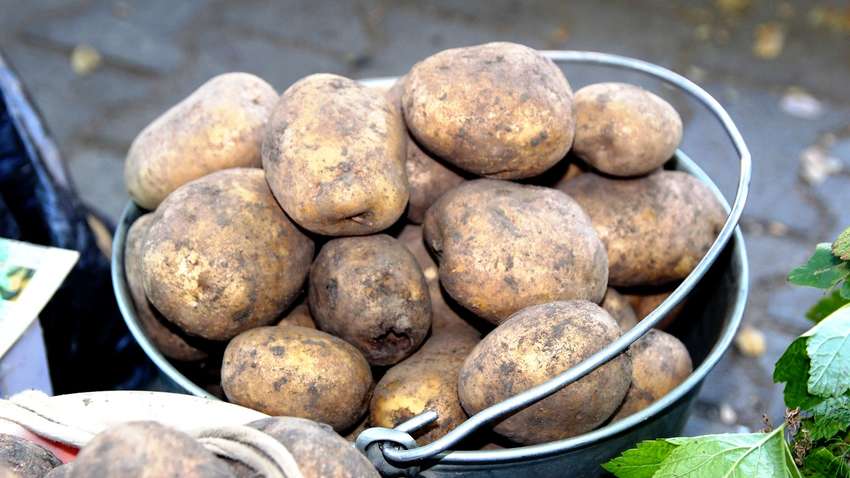 Цена на картофель продолжает расти: преодолен барьер в 20 гривен