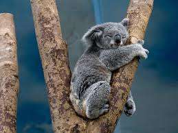 Коала-челендж в Instagram: користувачі мережі копіюють тварин