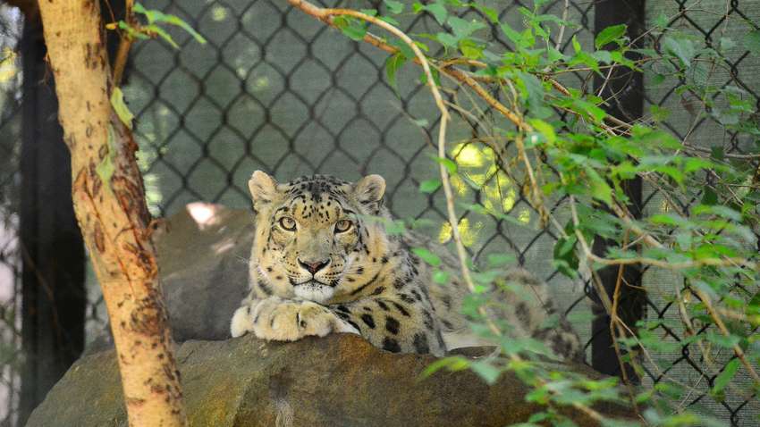 Лучшие зоопарки мира, которые следует посетить