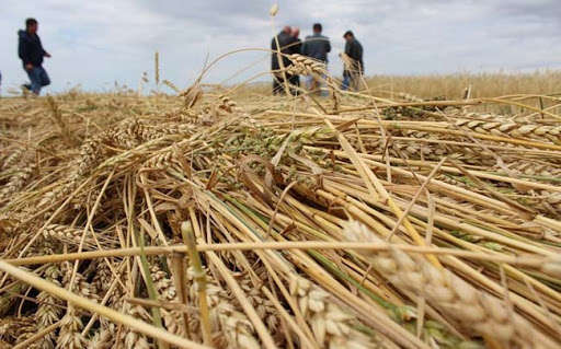 Величезні втрати озимих і прогнози дефіциту: що буде з врожаєм-2020 