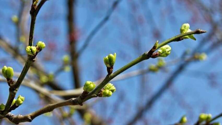 Почти 20-градусная жара накроет Украину: где будет весенняя погода