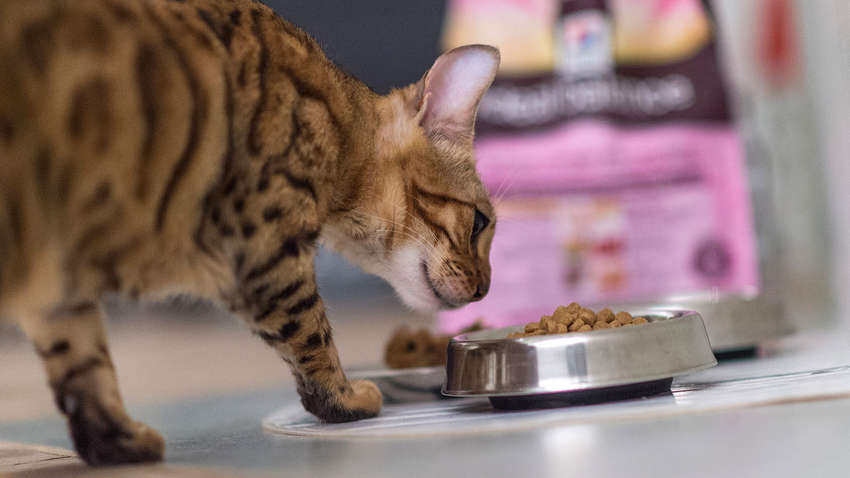 В Англии супруги сорвали джекпот благодаря коту 