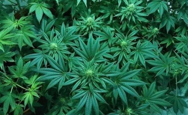 Ученые США утверждают, что регулярное употребление марихуаны может ухудшить сон Ученые США утверждают, что регулярное употребление марихуаны может ухудшить сон