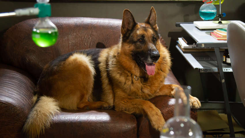 «Пес» возвращается: стала известна дата премьеры 5 сезона на ICTV