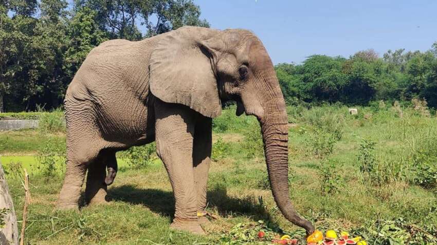 Найсамотніший слон у світі помер від рідкісної хвороби